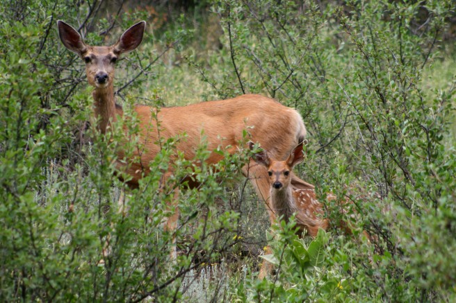 Doe and Fawn 2