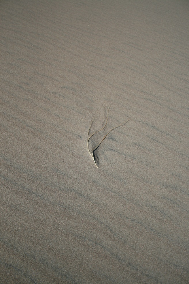 branch-in-the-sand